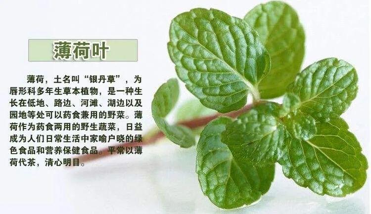 薄荷的功效与作用-薄荷的图片样子