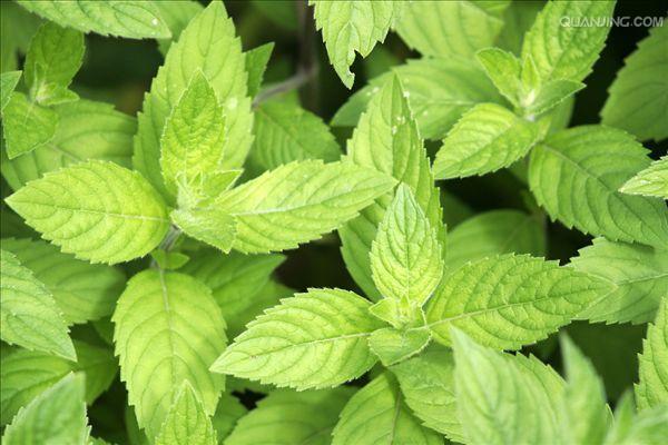薄荷油的功效与作用-薄荷油的图片样子