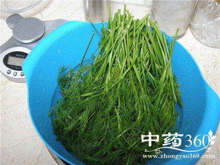 藏茴香的功效与作用-藏茴香的图片样子