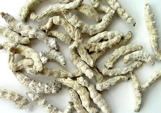 蚕退纸的功效与作用-蚕退纸的图片样子