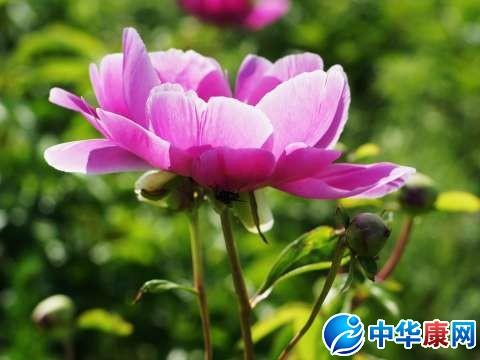 赤芍药的功效与作用-赤芍药的图片样子