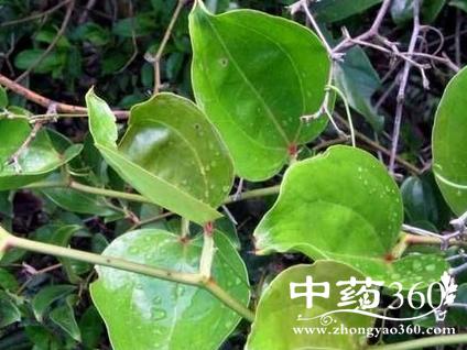 金刚藤头的功效与作用-金刚藤头的图片样子