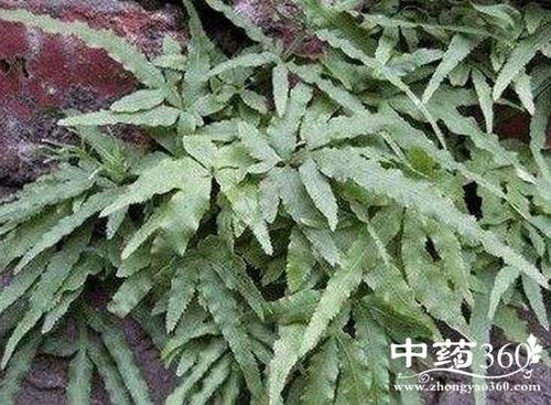 金爪儿的功效与作用-金爪儿的图片样子