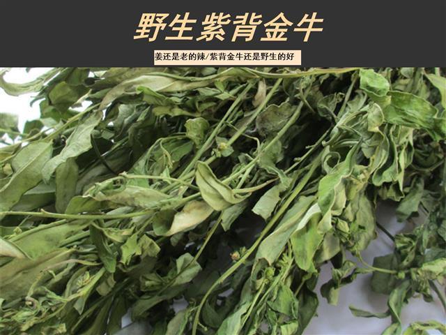 金牛七的功效与作用-金牛七的图片样子
