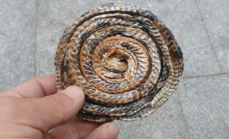 金环蛇的功效与作用-金环蛇的图片样子