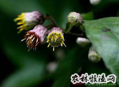 金纳香的功效与作用-金纳香的图片样子