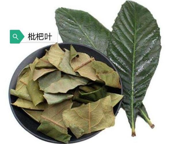 金背枇杷叶的功效与作用-金背枇杷叶的图片样子