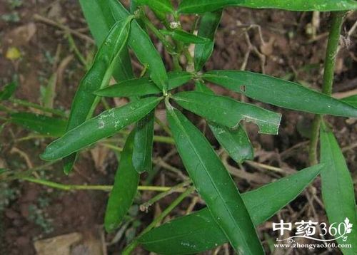 驳骨草的功效与作用-驳骨草的图片样子