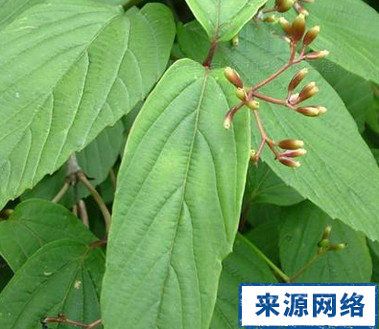 鸡公柴的功效与作用-鸡公柴的图片样子
