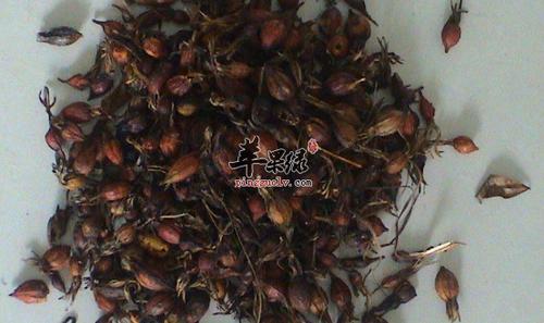 鸡子壳的功效与作用-鸡子壳的图片样子