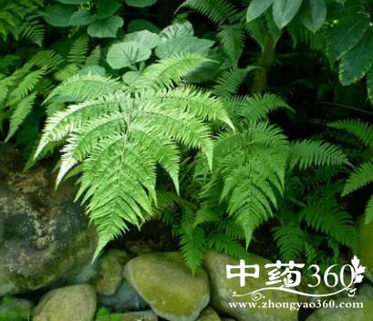 鸡毛狗的功效与作用-鸡毛狗的图片样子