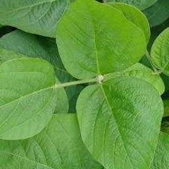 黑大豆叶的功效与作用-黑大豆叶的图片样子