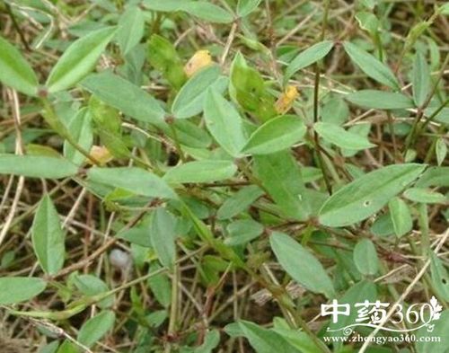 丁癸草根的功效与作用-丁癸草根的图片样子