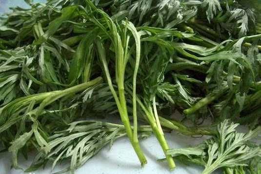 东北蛔蒿的功效与作用-东北蛔蒿的图片样子