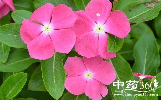 丽春花的功效与作用-丽春花的图片样子