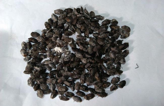 九香虫的功效与作用-九香虫的图片样子