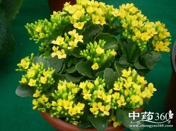 伽蓝菜的功效与作用-伽蓝菜的图片样子