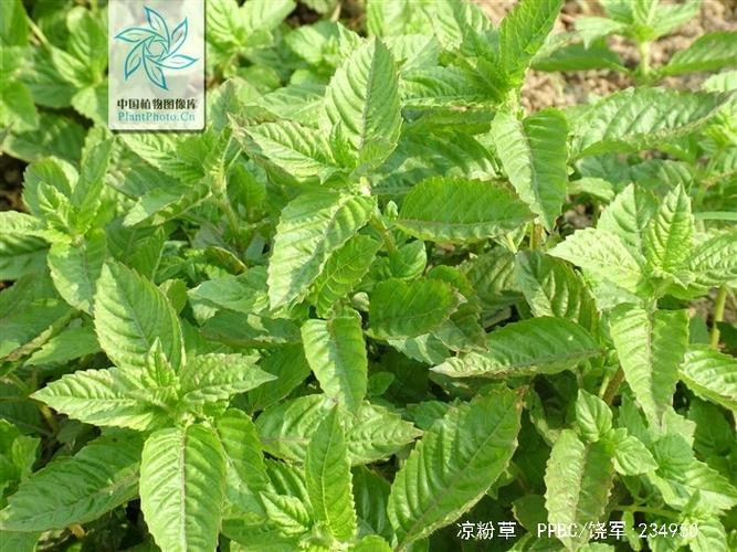 凉粉草的功效与作用-凉粉草的图片样子