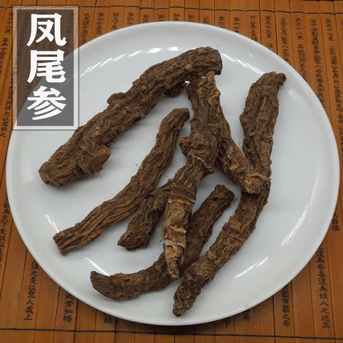 凤尾参的功效与作用-凤尾参的图片样子