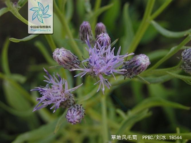 匐地风毛菊的功效与作用-匐地风毛菊的图片样子
