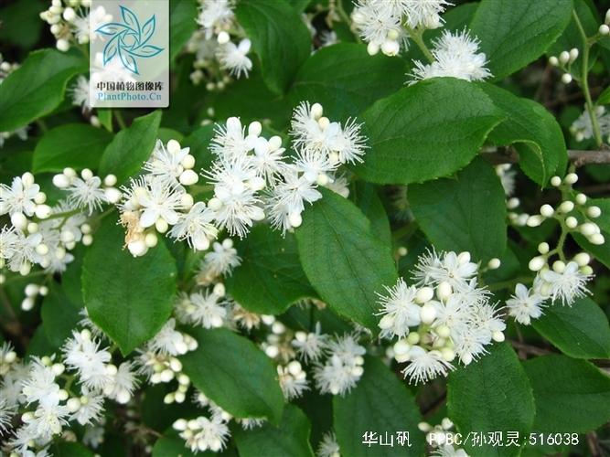 华山矾的功效与作用-华山矾的图片样子