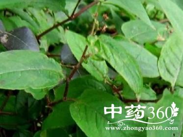 华风车子的功效与作用-华风车子的图片样子