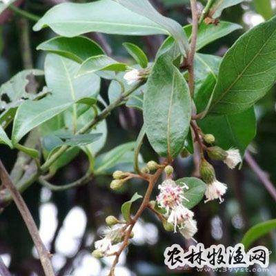 发痧藤的功效与作用-发痧藤的图片样子