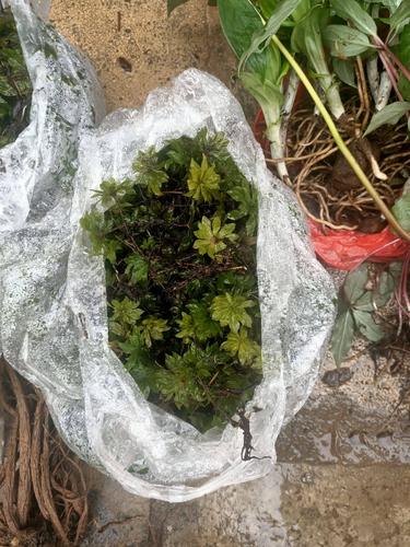 回心草的功效与作用-回心草的图片样子