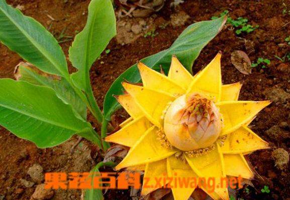地涌金莲的功效与作用-地涌金莲的图片样子