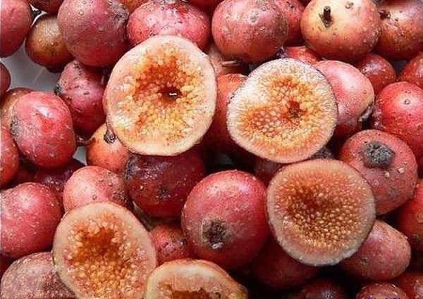 地瓜子的功效与作用-地瓜子的图片样子