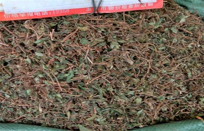地贵草根的功效与作用-地贵草根的图片样子
