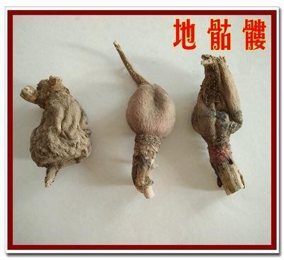 地骷髅的功效与作用-地骷髅的图片样子