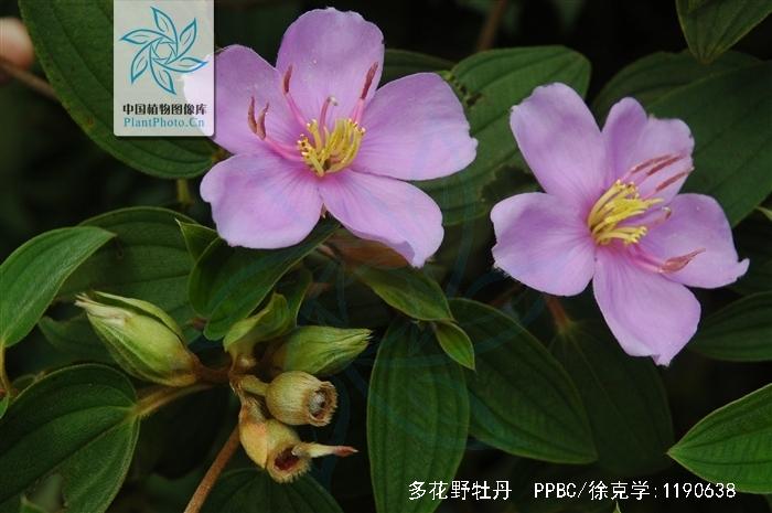 多花野牡丹的功效与作用-多花野牡丹的图片样子