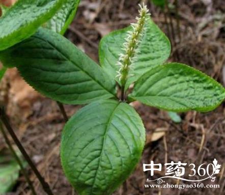 对叶四块瓦的功效与作用-对叶四块瓦的图片样子