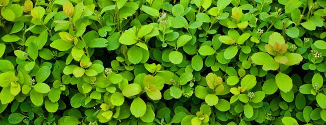 对叶草的功效与作用-对叶草的图片样子