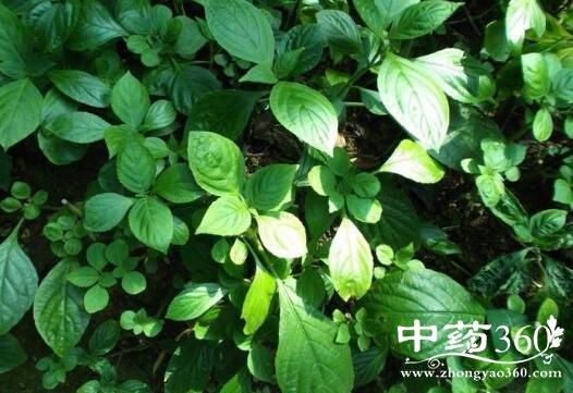 对节叶的功效与作用-对节叶的图片样子