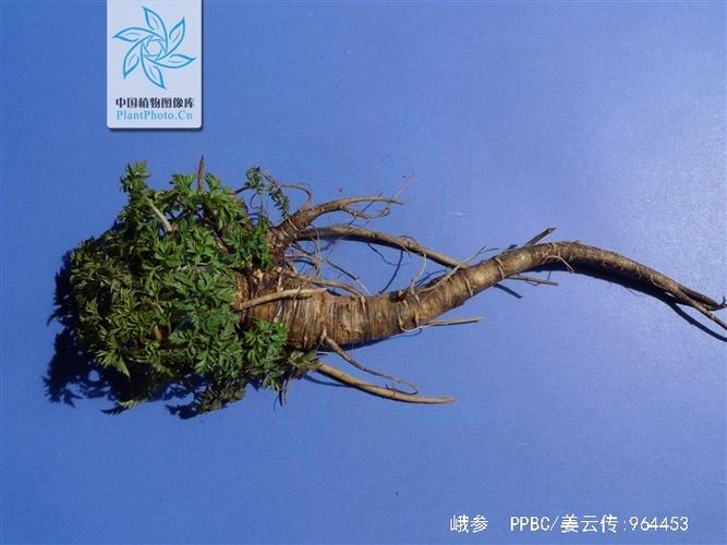 峨参的功效与作用-峨参的图片样子