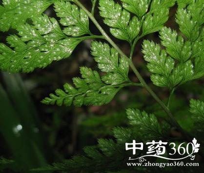 峨嵋耳蕨的功效与作用-峨嵋耳蕨的图片样子