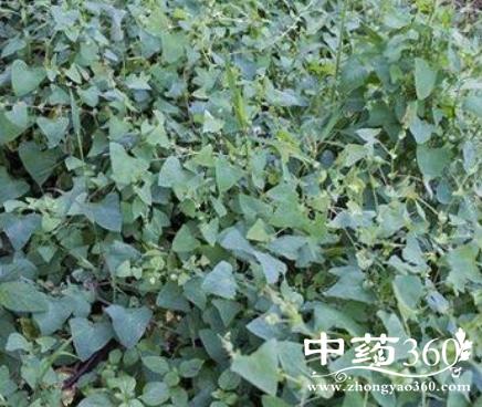 廊茵的功效与作用-廊茵的图片样子