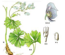 昆明堵喇的功效与作用-昆明堵喇的图片样子