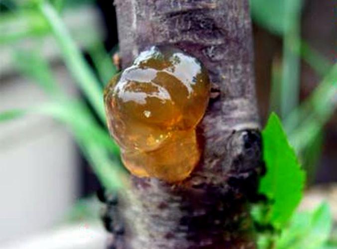 李树胶的功效与作用-李树胶的图片样子