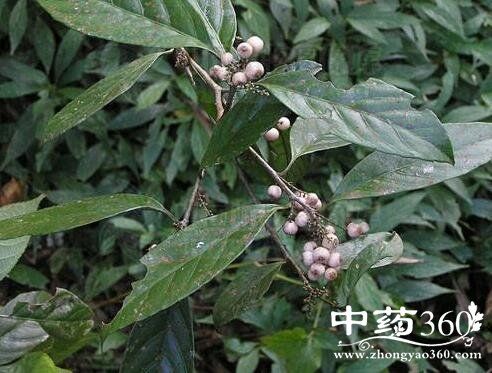 杜茎山的功效与作用-杜茎山的图片样子