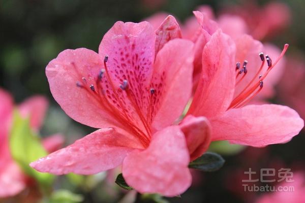 杜鹃花的功效与作用-杜鹃花的图片样子