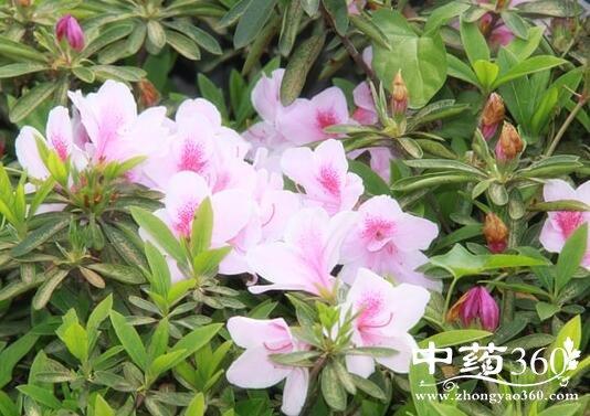 杜鹃花叶的功效与作用-杜鹃花叶的图片样子