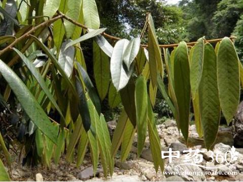 林背子的功效与作用-林背子的图片样子