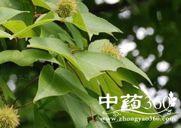 枫香树根的功效与作用-枫香树根的图片样子