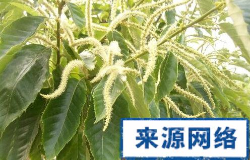 栗花的功效与作用-栗花的图片样子