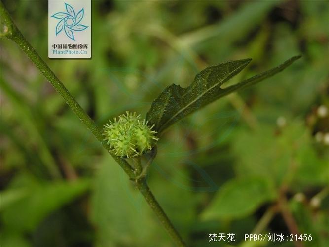 梵天花的功效与作用-梵天花的图片样子