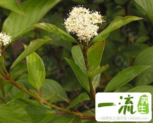 椋子木的功效与作用-椋子木的图片样子