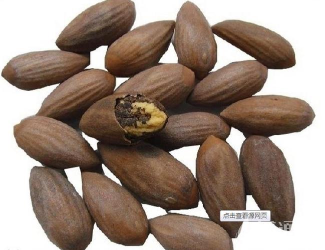 榧根皮的功效与作用-榧根皮的图片样子